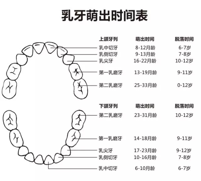 尚佳專業(yè)月嫂丨何時(shí)長(zhǎng)牙才算正常？